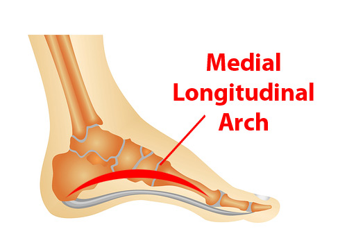 The Mighty Arch, Part 1: A Natural Cure for Plantar Fasciitis? Diagram showing the location of the medial longitudinal arch