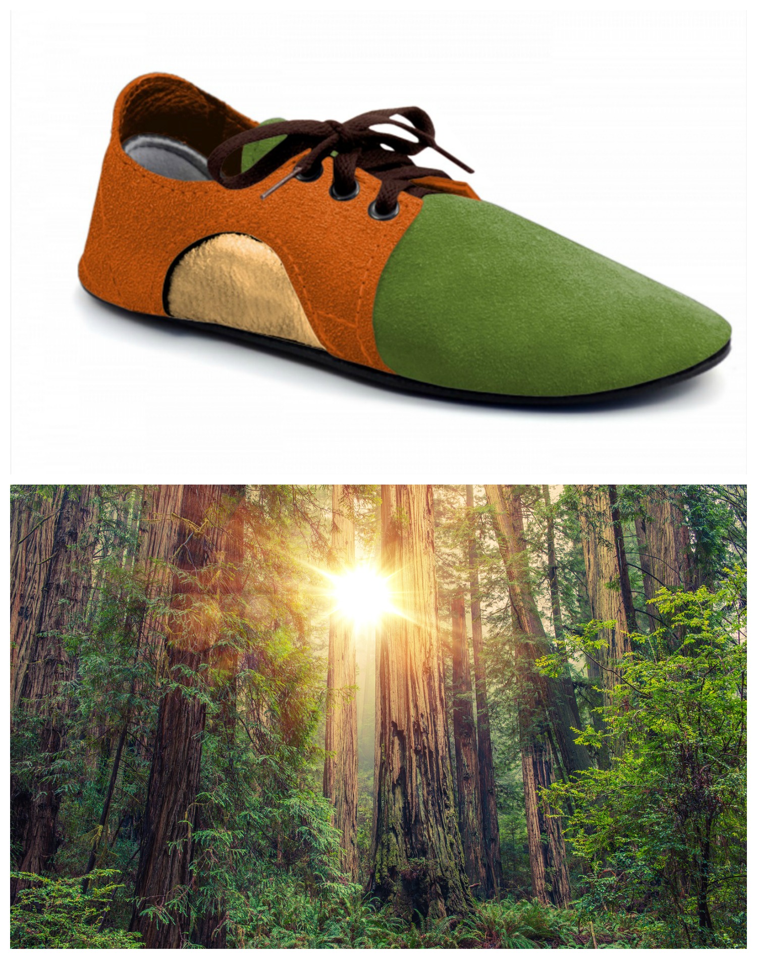 Redwoods Dash Redwoods Forest-Inspired Dash