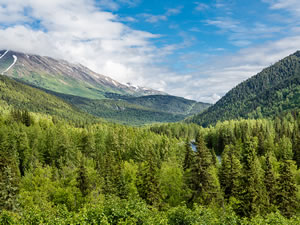 Boreal Forest
